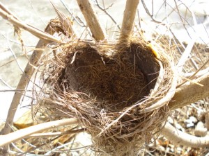 Heart Nest by Sidia near the Mystic River in Somerville ma