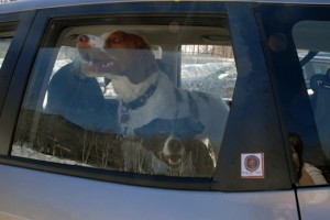 ohdogs-300x200